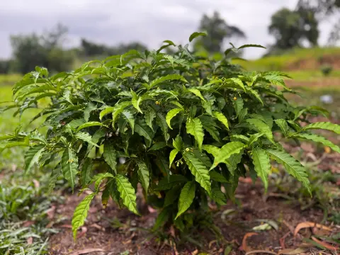 Arbuste d’iboga aux branches étalées dans une plantation