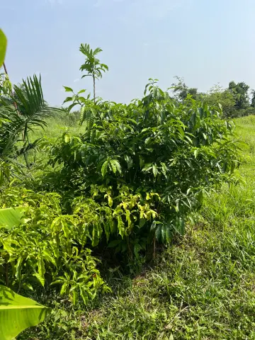 Arbuste d’iboga cultivé dans une parcelle herbeuse