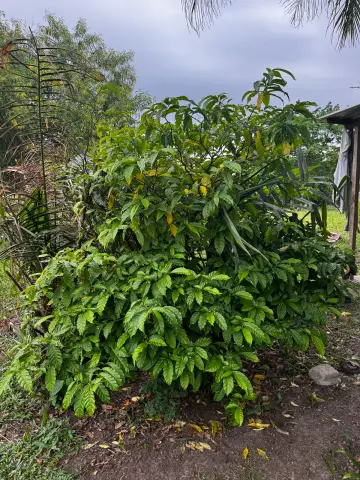 Arbuste d’iboga cultivé en extérieur dans une cour