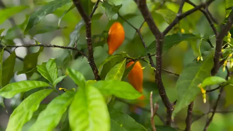 Branches d’iboga portant des fruits orangés dans un feuillage dense