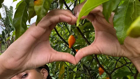 Deux mains entourent un fruit d’iboga dans le feuillage