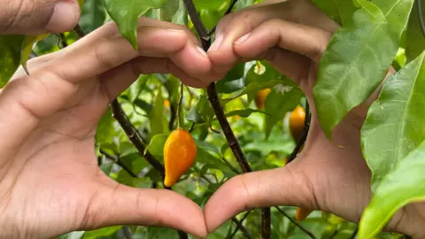 Deux mains forment un cœur autour d’un fruit d’iboga