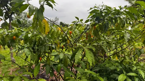 Ensemble de branches et de feuilles d’iboga dans la plantation