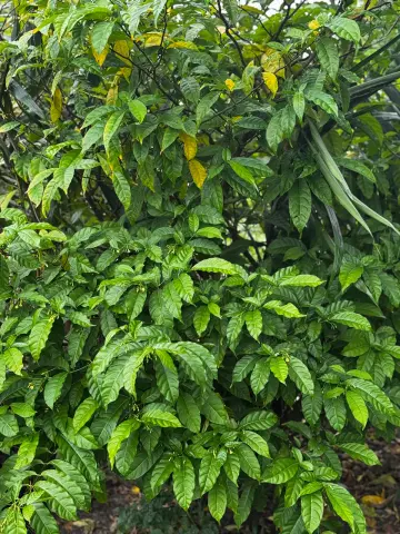 Feuillage dense d’un arbuste d’iboga dans une plantation