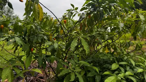 Feuillage et branches d’arbustes d’iboga en extérieur