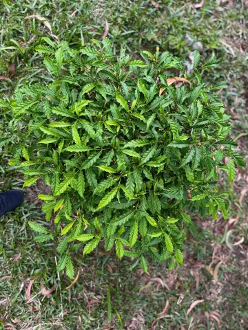 Feuillage vert d’un plant d’iboga vu de dessus