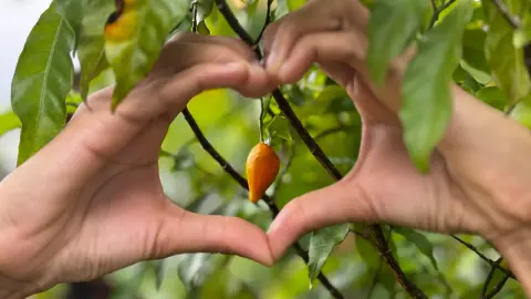 Fruit d’iboga encadré par deux mains formant un cœur