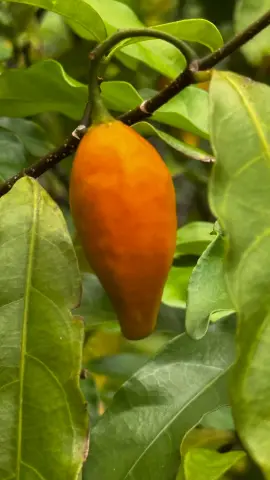 Fruit d’iboga parmi les feuilles vertes, vu de près