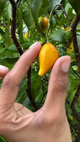 Fruit d’iboga présenté entre les doigts, photographie verticale