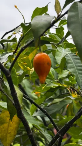 Fruit d’iboga suspendu à une branche, vue verticale