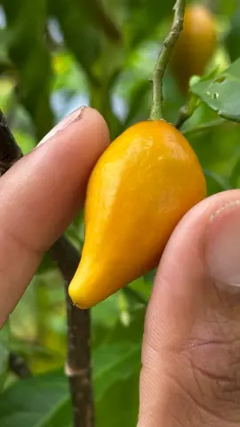 Fruit jaune orangé d’iboga photographié au creux des doigts