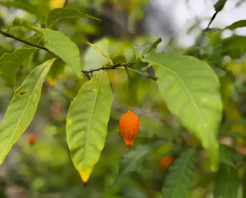 Fruit orangé d’iboga au milieu des feuilles