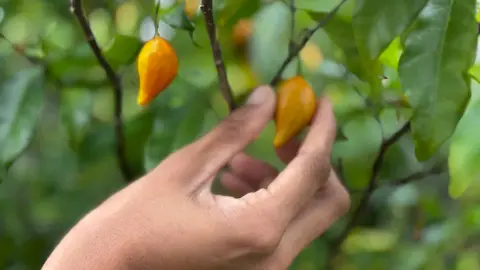 Fruit orangé d’iboga présenté entre deux doigts sur une branche