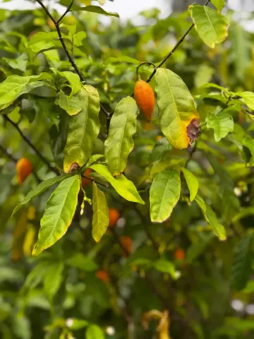 Fruits orangés d’iboga attachés aux branches feuillues