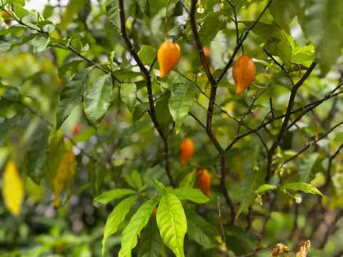 Fruits orangés d’iboga parmi les feuilles vertes de l’arbuste