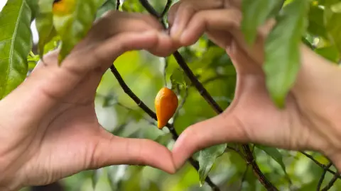 Geste en forme de cœur autour d’un fruit orangé sur une branche