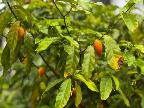 Gros plan sur les fruits d’iboga et leurs feuilles