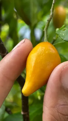 Gros plan sur un fruit d’iboga tenu entre deux doigts