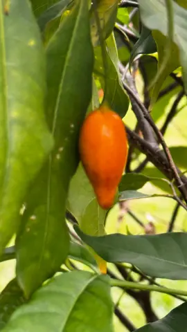 Gros plan vertical sur un fruit orangé d’iboga