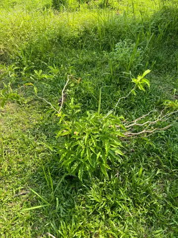 Jeunes plants d’iboga dans une parcelle cultivée