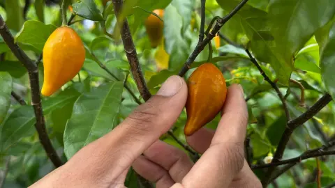 Main au contact d’un fruit d’iboga dans le feuillage