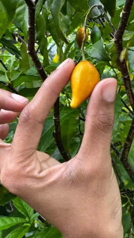 Main tenant un fruit orangé d’iboga au milieu des feuilles