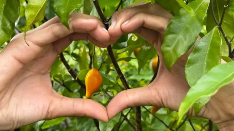 Mains en forme de cœur devant les fruits et les feuilles d’iboga