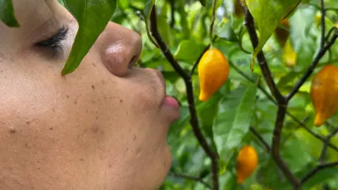 Participant approchant son visage d’un fruit d’iboga sur une branche