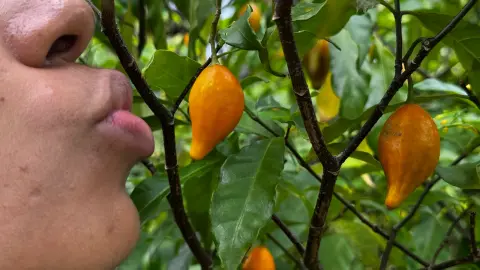 Participant au contact d’un arbuste d’iboga chargé de fruits