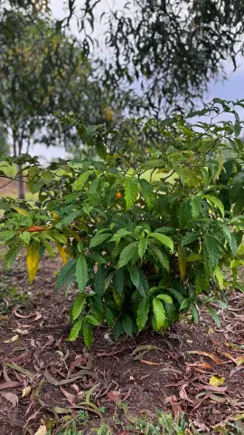 Plant d’iboga dans une parcelle cultivée