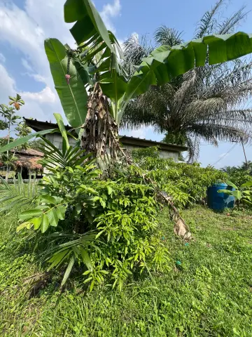 Plantation d’iboga au milieu de bananiers et de végétation tropicale