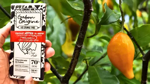 Tablette de chocolat à l’iboga Gabon Origine devant des fruits d’iboga