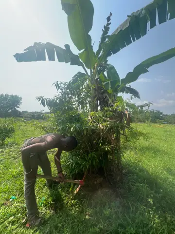 Travail au pied d’un arbuste d’iboga dans une plantation