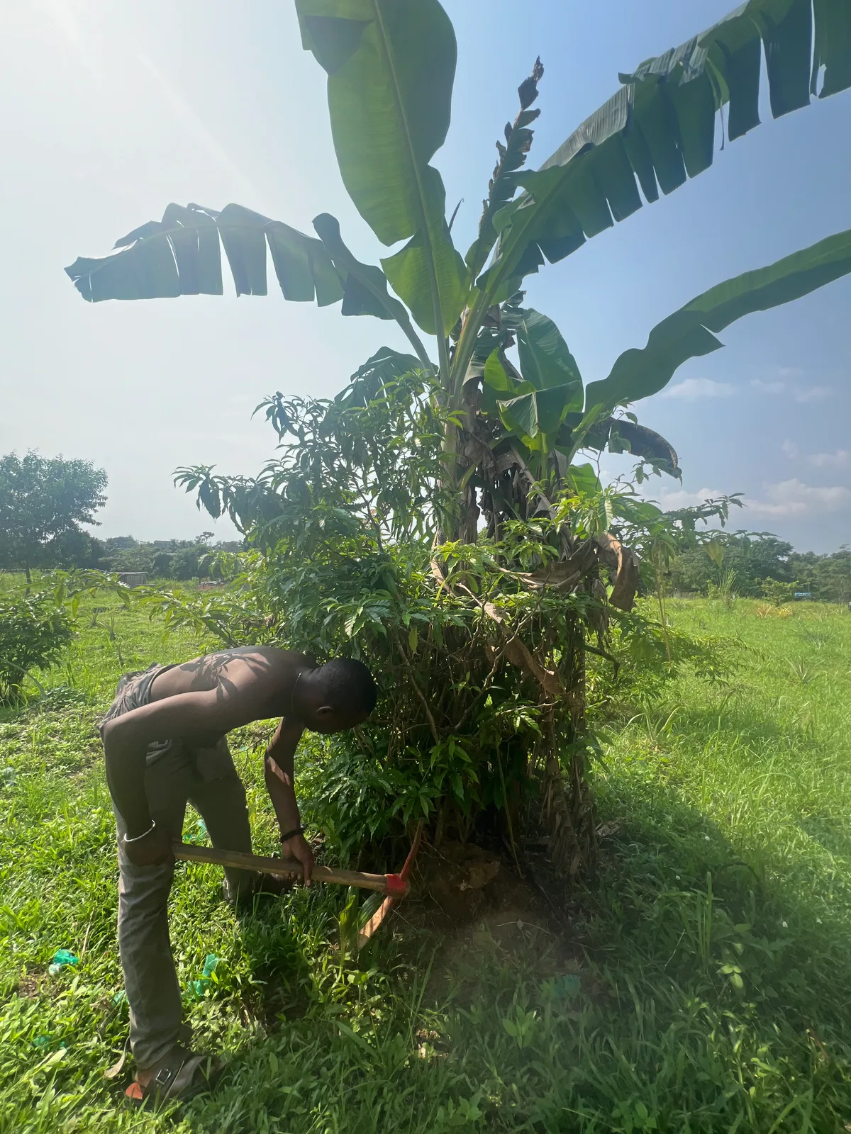 Travail au pied d’un arbuste d’iboga dans une plantation
