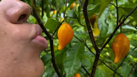 Visage près d’un fruit orangé d’iboga, dans la plantation