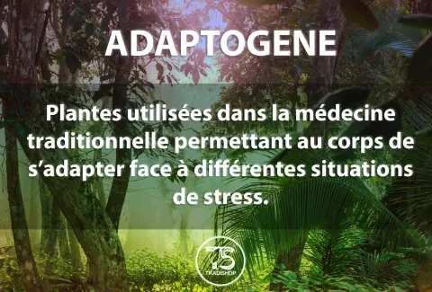 Visuel Tradishop consacré aux plantes adaptogènes