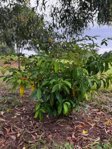 Vue verticale d’un arbuste d’iboga dans la plantation